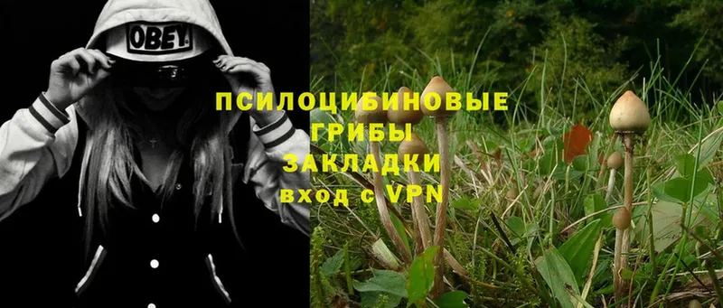 даркнет сайт  Мураши  Галлюциногенные грибы Psilocybe 